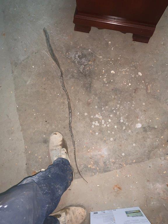 New Jersey snake skin